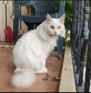 Customer photo for EpiHouse Heated Outdoor Cat House | Weatherproof Insulated Shelters